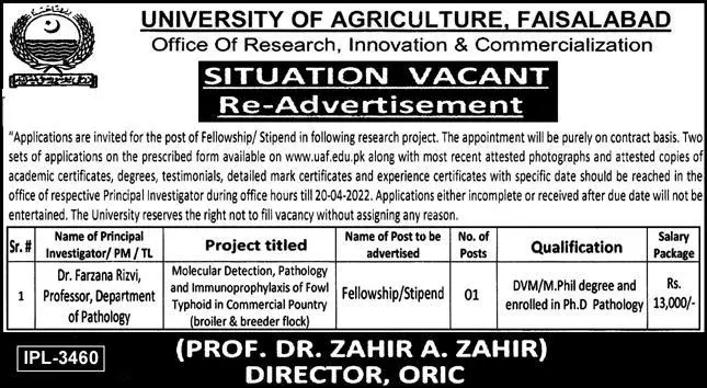 Jobs In University Of  Agriculture Faisalabad
